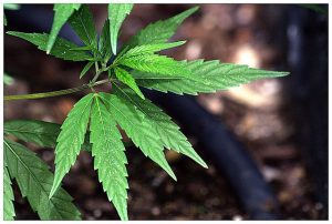 Breastfeeding and Marijuana - KellyMom.com