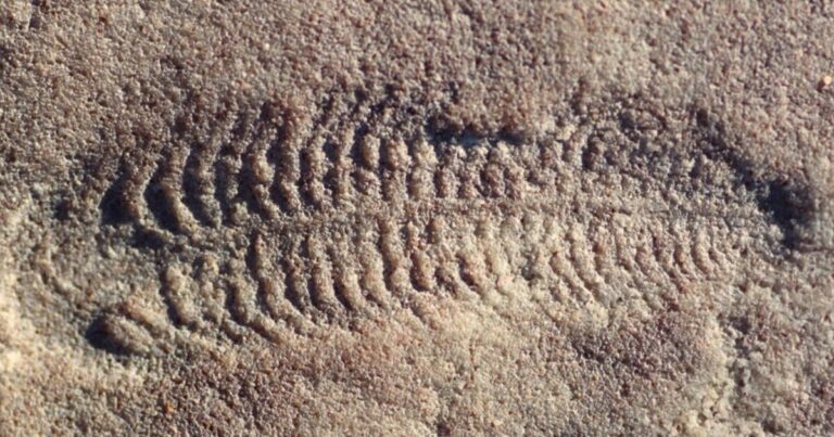 Earliest animal with a head was right-handed