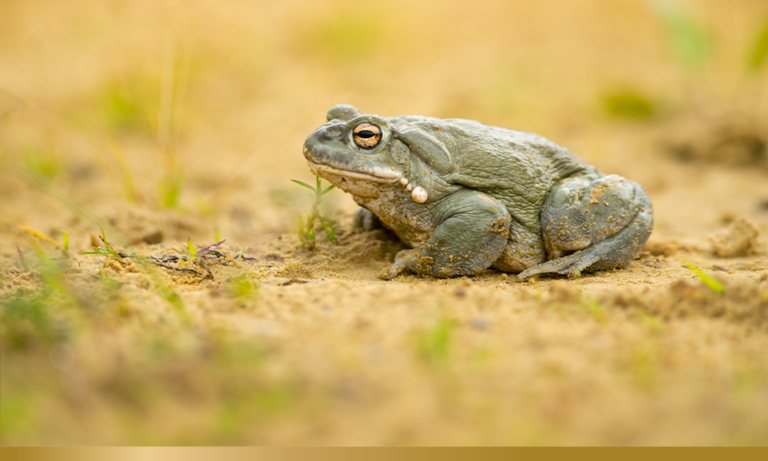 Eli Lilly takes a leap into toad venom science