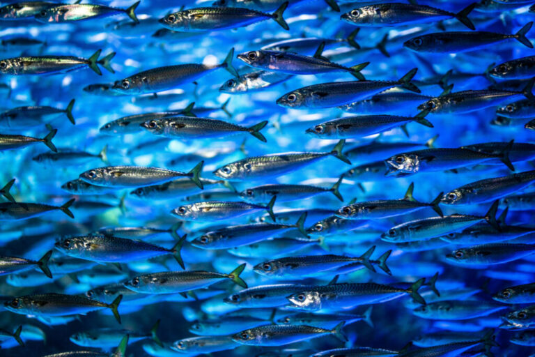Sardines