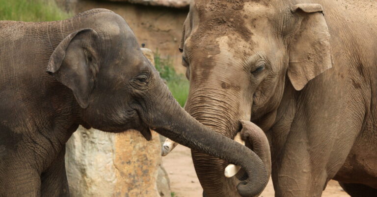 Robotic elephant trunk gripper uses camera for touch